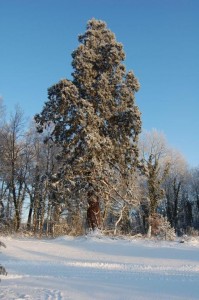 Lohe-Winter-044verkl-199x300 in 