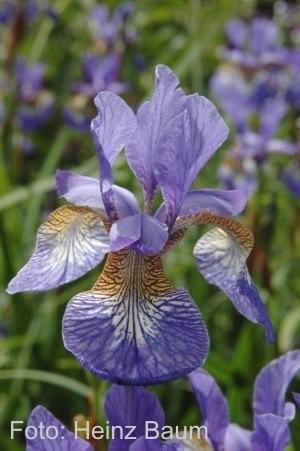 Iris-heinz Baum40 in 